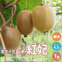 【ポイント2倍★マラソン期間】キウイの苗木紅妃 果樹の苗木 接木苗4.5号 1個売り キウイ苗 キウイの苗 キウイ苗木 kiwi きうい ガーデニング 家庭菜園...