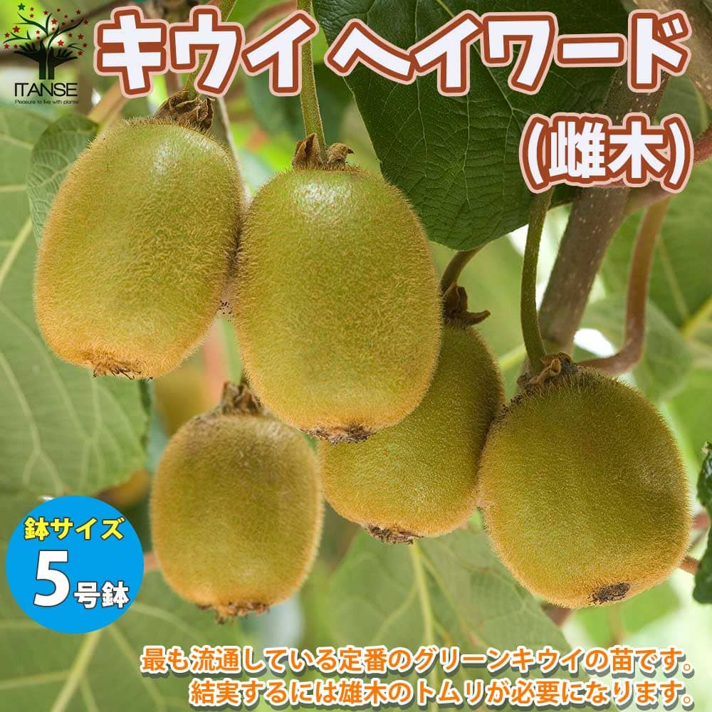 キウイの苗木品種：ヘイワード(メス)キウイ苗 キウイの苗 キウイ苗木 kiwi きうい ガーデニング 家庭菜園