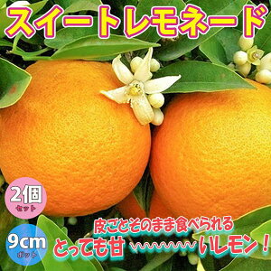 【10%OFFクーポン有】レモン スイートレモネード【果樹苗 9cmポット挿し木苗/2個セット】レモン苗 檸檬 れもん ベランダ 苗木 柑橘 香酸 ミカン 農園 農場 露地 シンボルツリー 耐寒性 常緑 鑑賞 自家結実性 甘い