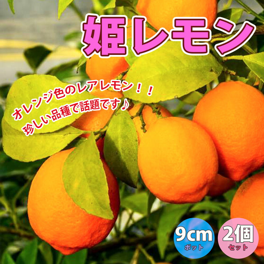 【送料無料】姫レモン【果樹苗 9cm