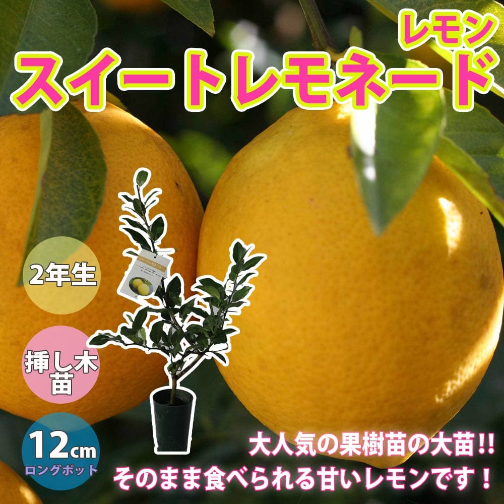 レモンスイートレモネード果樹苗挿木...