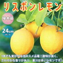 【P2倍★マラソン期間中】レモンの苗木 リスボン【果樹の苗木 8号鉢 接木苗/1個売り】レモン苗 檸檬 れもん レモンの苗木 ベランダ 柑橘 香酸 ミカン 農園...