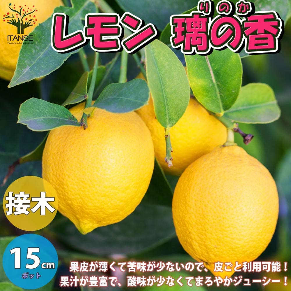 【送料無料】璃の香(りのか) レモンの苗木【果樹の苗木 5号ポット 1年生 接木苗／1個売り】レモン苗 檸檬 れもん レモンの苗木 ベランダ 柑橘 香酸 ミカン 農園 農場 露地 シンボルツリー 耐寒性 自家結実性 ガーデニング 家庭菜園 PVP