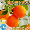 【P2倍★マラソン期間中】赤レモンミニ レモンの苗木【果樹の苗木 5号ポット 1年生 接木苗/1個売り】レモン苗 檸檬 れもん レモンの苗木 ベランダ 柑橘 香...