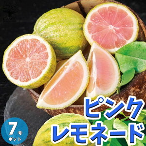 【送料無料】ピンクレモネード レモンの苗木【果樹の苗木 7号鉢 2年生 接木苗／1個売り】レモン苗 檸檬 れもん レモンの苗木 ベランダ 柑橘 香酸 ミカン 農園 農場 露地 シンボルツリー 耐寒性 自家結実性 ガーデニング 家庭菜園