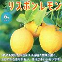 【P2倍★マラソン期間中】リスボン レモンの苗木【果樹の苗木 6号鉢 /1個売り】レモン苗 檸檬 れもん レモンの苗木 ベランダ 柑橘 香酸 ミカン 農園 農場...