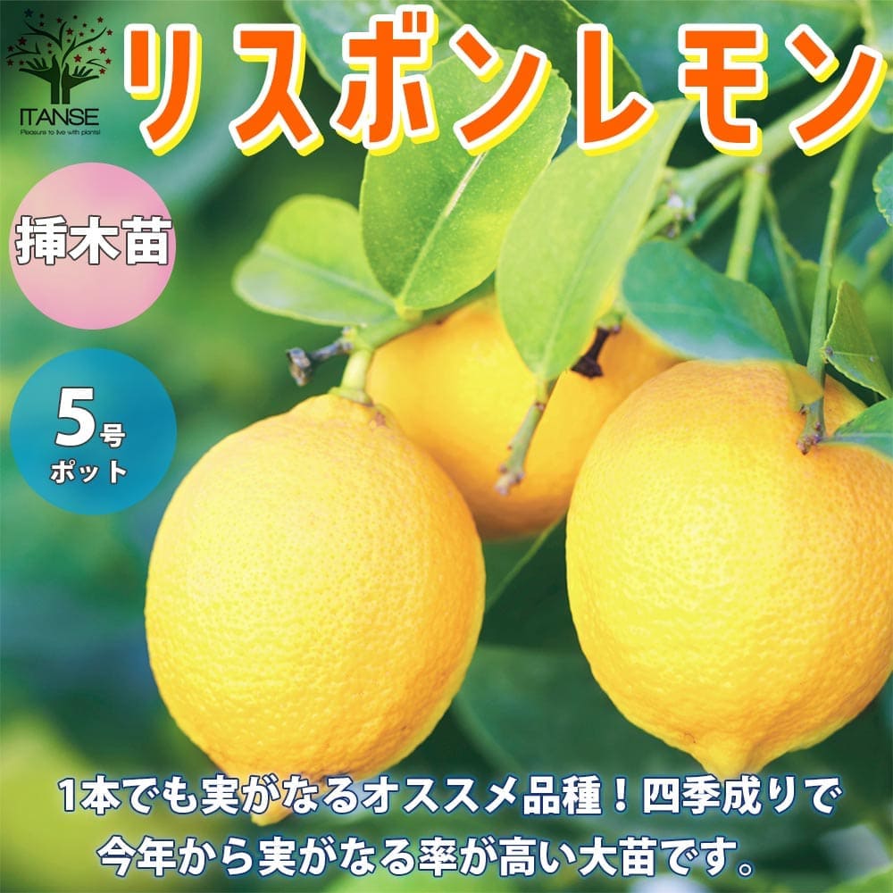 【送料無料】レモンの苗木 四季成 リスボンレモン 今年から実がなる率が高い大苗 レモンの苗木【果樹の苗木 しっかり大きい1～2年生挿し木 5号ポット／1個売り】レモン苗 檸檬 れもん レモンの…