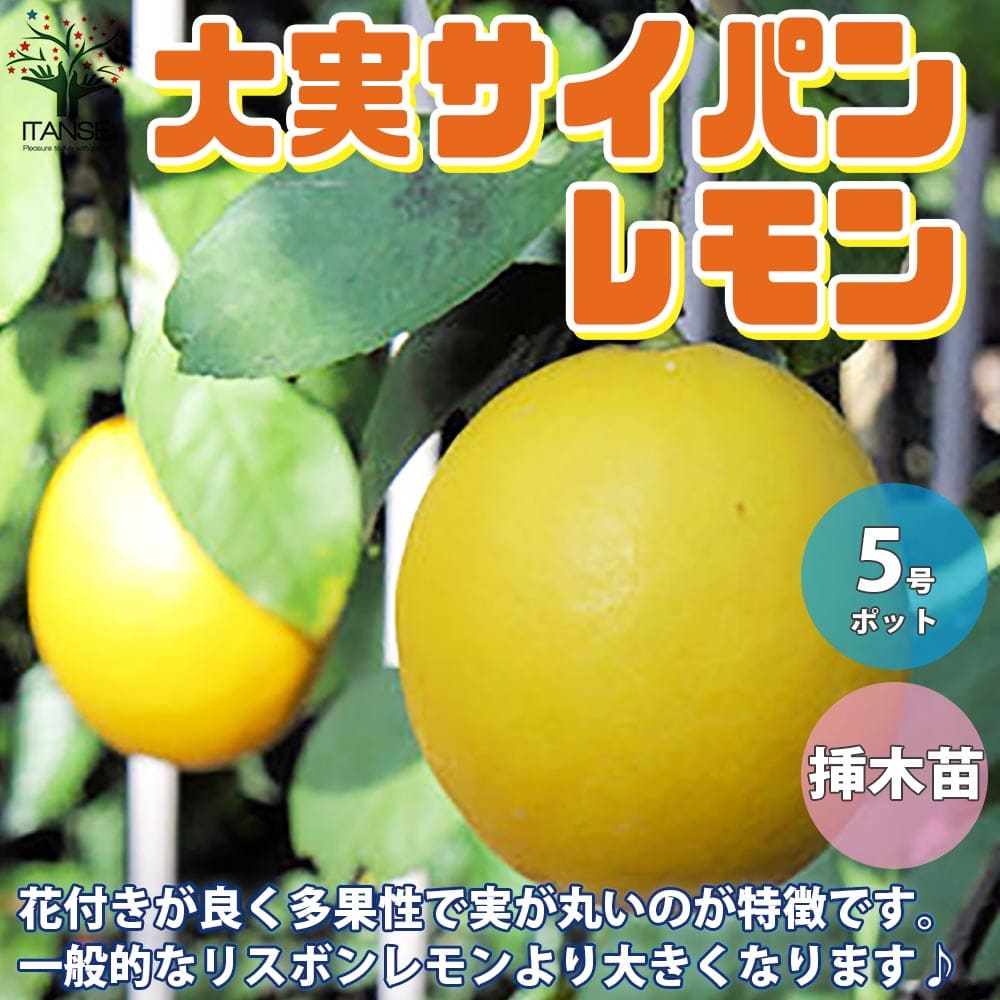 【送料無料】レモンの苗木
