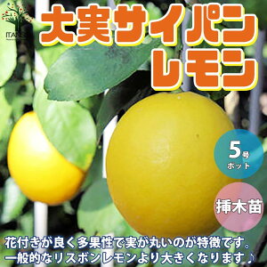 【送料無料】レモンの苗木"四季成 サイパンレモン" 今年から実がなる率が高い大苗 レモンの苗木【果樹の苗木 しっかり大きい1～2年生挿し木 5号ポット／1個売り】レモン苗 檸檬 れもん レモンの苗木 ベランダ 柑橘 香酸 シンボルツリー 家庭菜園