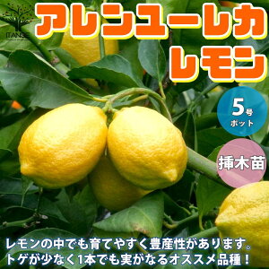 【送料無料】四季成り アレンユーレカレモン 今年から実がなる率が高い大苗 レモンの苗木【果樹の苗木 5号ポット しっかり大きい1～2年生 挿し木苗／1個売り】レモン苗 檸檬 れもん レモンの苗木 柑橘 香酸 シンボルツリー 家庭菜園