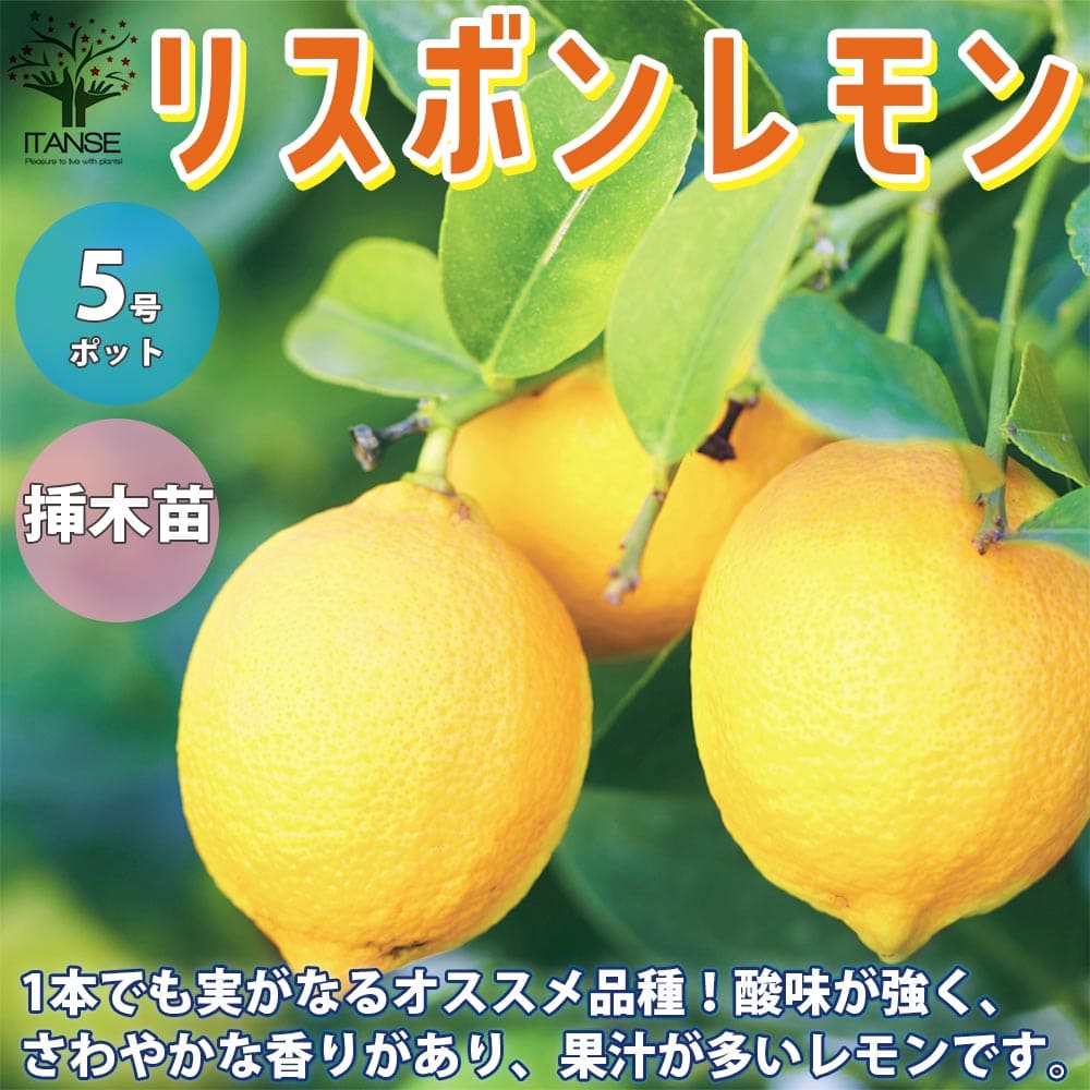 【送料無料】リスボンレモン レモンの苗木【果樹の苗木 5号鉢