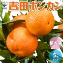 【送料無料】吉田ポンカン 柑橘の苗【果樹の苗木 15cmポット 1～2年生 接木苗／1個売り】柑橘苗 柑橘の苗 みかん苗 オレンジ苗 ガーデニング 果樹苗 柑橘 家庭菜園