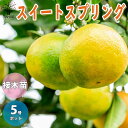 【送料無料】スイートスプリング 柑橘の苗【果樹の苗木 15cmポット 1～2年生 接木苗／1個売り】柑橘苗 柑橘の苗 みかん苗 オレンジ苗 ガーデニング 果樹苗 柑橘 家庭菜園