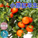 【P2倍★マラソン期間中】小原紅早生(おばらべにわせ) みかんの苗【果樹の苗木 15cmポット 1〜2年生 接木苗/1個売り】みかん苗 みかんの苗 ミカン苗 蜜...