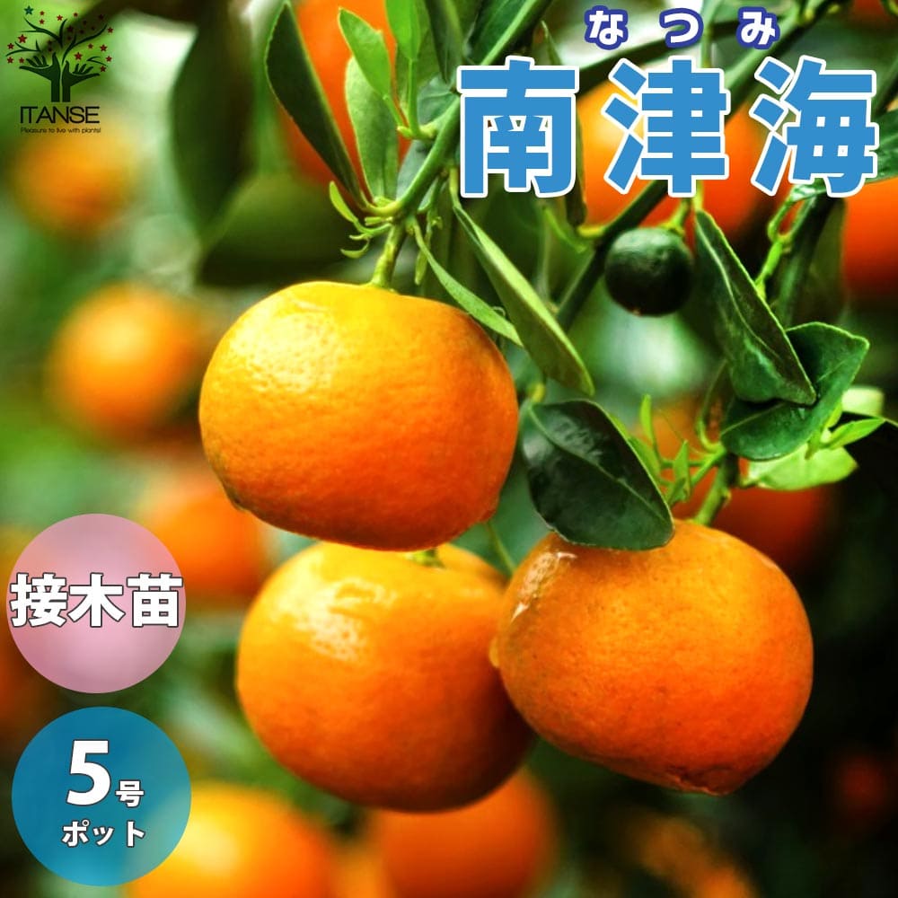 【送料無料】南津海 なつみ みかんの苗【果樹の苗木 15cmポット 1～2年生 接木苗／1個売り】みかん苗 みかんの苗 ミカン苗 蜜柑苗 柑橘苗 農園 庭植え 趣味 園芸 花木 植木 庭木 鉢植え シンボ…