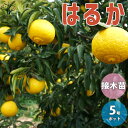 【送料無料】はるか みかんの苗 果樹の苗木 15cmポット 1〜2年生 接木苗 1個売り みかん苗 みかんの苗 ミカン苗 蜜柑苗 柑橘苗 農園 庭植え 趣味 園...