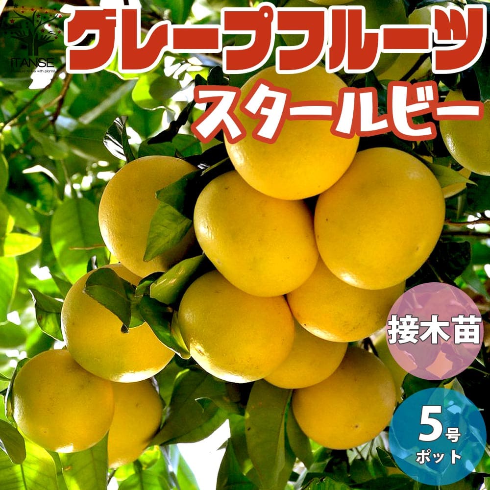 【送料無料】スタールビー グレープフルーツの苗【果樹の苗木 15cmポット 1～2年生 接木苗／1個売り】グレープフルーツの苗 ルビー ピンクグレープフルーツの苗木 柑橘苗 柑橘の苗 香酸