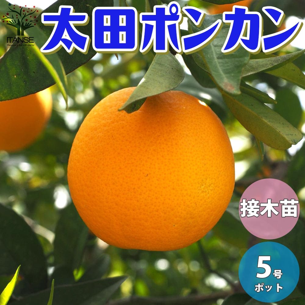 【送料無料】柑橘の苗太田ポンカン 【果樹の苗木 1〜2果樹苗15cm／1個売り】柑橘苗 柑橘の苗 みかん苗 オレンジ苗 ガーデニング 果樹苗 柑橘 家庭菜園