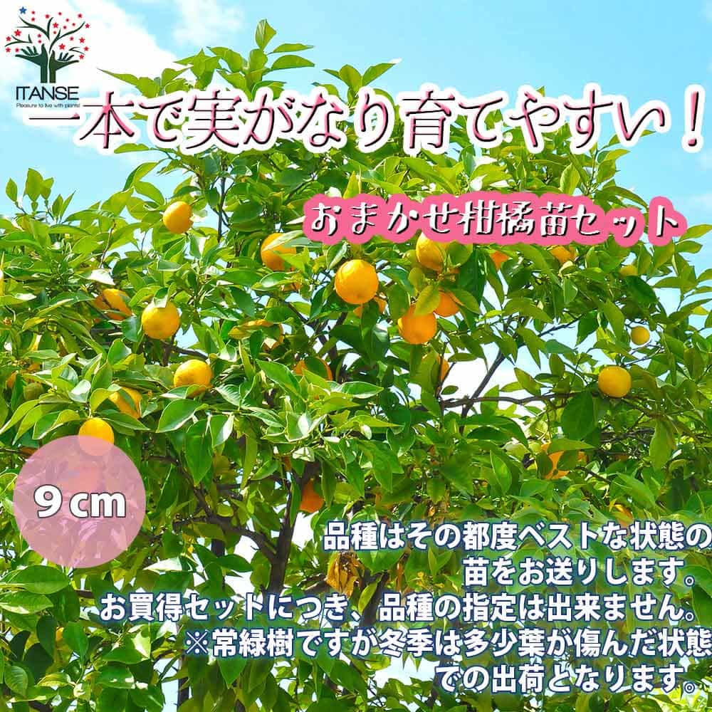 【マラソン中★ポイントUP】一本で実がなり育てやすい！柑橘おまかせセット2品種各1個【果樹の苗 9cm／お買い得2個セット】レモン苗は必ず入るお楽しみセット！※お買得セットにつき、品種の指定は出来ません。