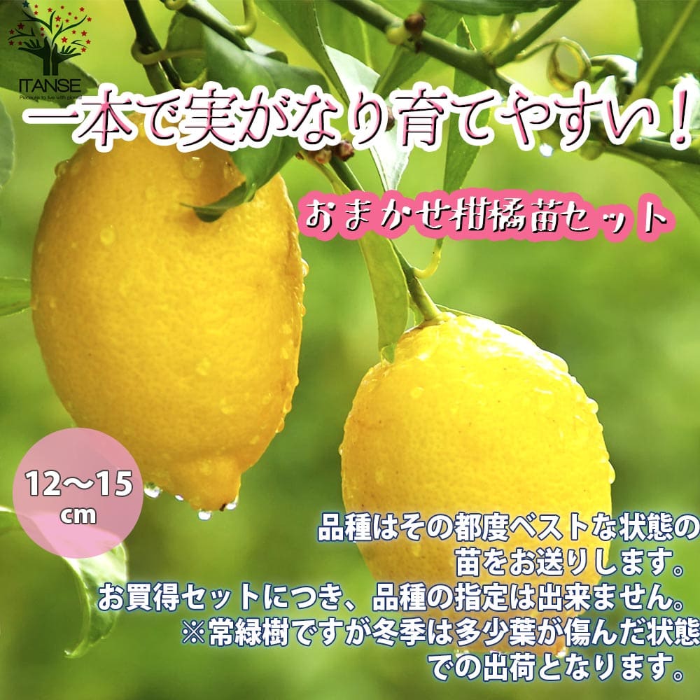 【送料無料】一本で実がなり育てやすい！柑橘おまかせセット2品種各1個【果樹の苗木 12～15cm／お買い得2個セット】レモン苗は必ず入るお楽しみセット！※お買得セットにつき、品種の指定は出来ません。