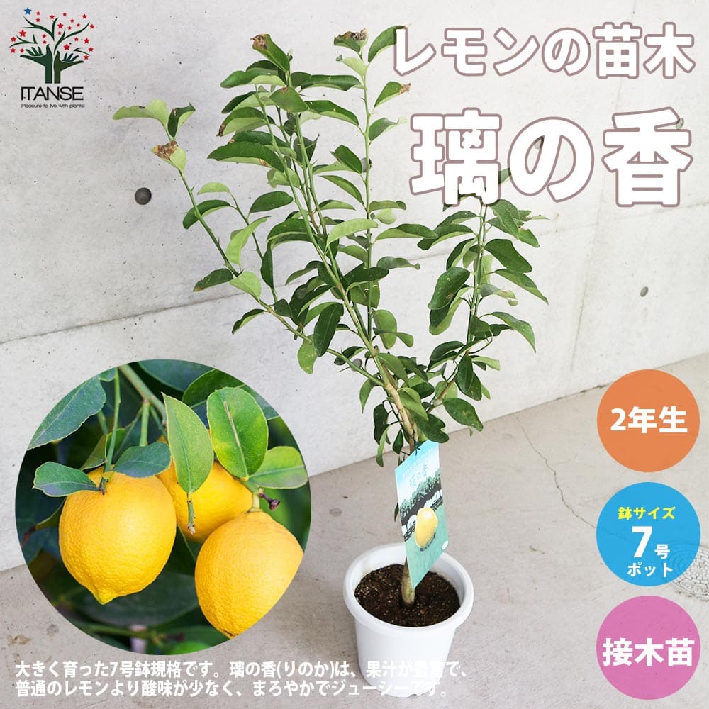 【10%OFFクーポン配布中】レモンの苗木""璃の香(りのか)"" 【果樹の苗木 しっかり大きい2年生接木苗 7号白プラ鉢／1個売り】レモン苗 檸檬 れもん レモンの苗木 柑橘 香酸 シンボルツリー ガーデニング 家庭菜園のサムネイル