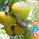 【P2倍★マラソン期間中】極早生みかんの大苗 ゆら早生【果樹の苗木 2年生 接木苗 8号鉢/1個売り】ゆら早生 果皮はやや硬め ふくろが薄く食べやすい
