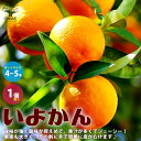 ITANSE みかんの苗 伊予柑 ( いよかん ) 果樹の苗木 接木苗 4〜5号ポット 1個売り 柑橘の苗 みかん苗 フルーツ ガーデニング 栽培 送料無料 即...