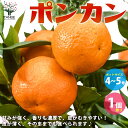 【送料無料】みかんの苗 ポンカン 果樹の苗木 接木苗 4〜5号ポット 1個売り 柑橘の苗 みかん苗 フルーツ ガーデニング 栽培 送料無料 即納