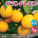 【送料無料】レモンの苗木 グランドレモン【果樹の苗木 4～5号／1個売り】レモン苗 檸檬 れもん レモンの苗木 柑橘 香酸 シンボルツリー ガーデニング 家庭菜園