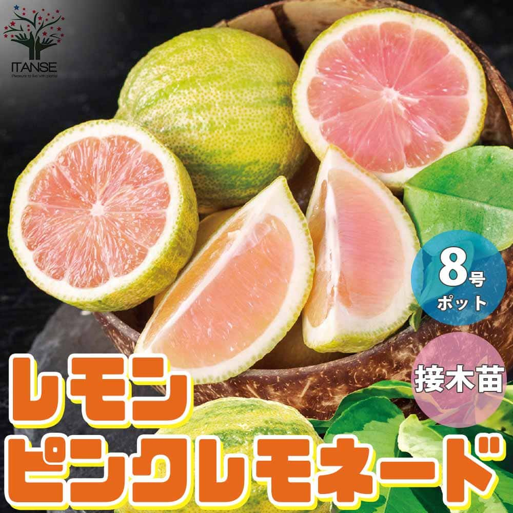 【送料無料】レモンの苗木 ピンクレモネード 【果樹の苗木 3年生接木苗 8号ポット大苗／1個売り】レモン苗 檸檬 れもん レモンの苗木 柑橘 香酸 シンボルツリー ガーデニング 家庭菜園のサムネイル