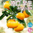 【送料無料】みかんの苗木 原口早生みかん 果樹の苗木 4〜5号ポット 1個売り ミカン苗 シンボルツリー 記念樹 路地植え 送料無料 即納