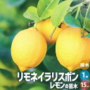 【P2倍★マラソン期間中】レモンの苗木 リモネイラリスボン【果樹の苗木 接木苗15cmポット/1個売り】レモン苗 檸檬 れもん レモンの苗木 柑橘 香酸 シンボ...