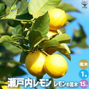 【P2倍★マラソン期間中】レモンの苗木 瀬戸内レモン【果樹の苗木 1年生接木苗15cmポット/1個売り】レモン苗 檸檬 れもん レモンの苗木 柑橘 香酸 シンボ...