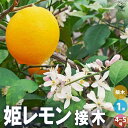 【送料無料】レモンの苗木 姫レモン 果樹の苗木 接木苗4〜5号ポット 1個売り レモン苗 檸檬 れもん レモンの苗木 柑橘 香酸 シンボルツリー ガーデニング ...