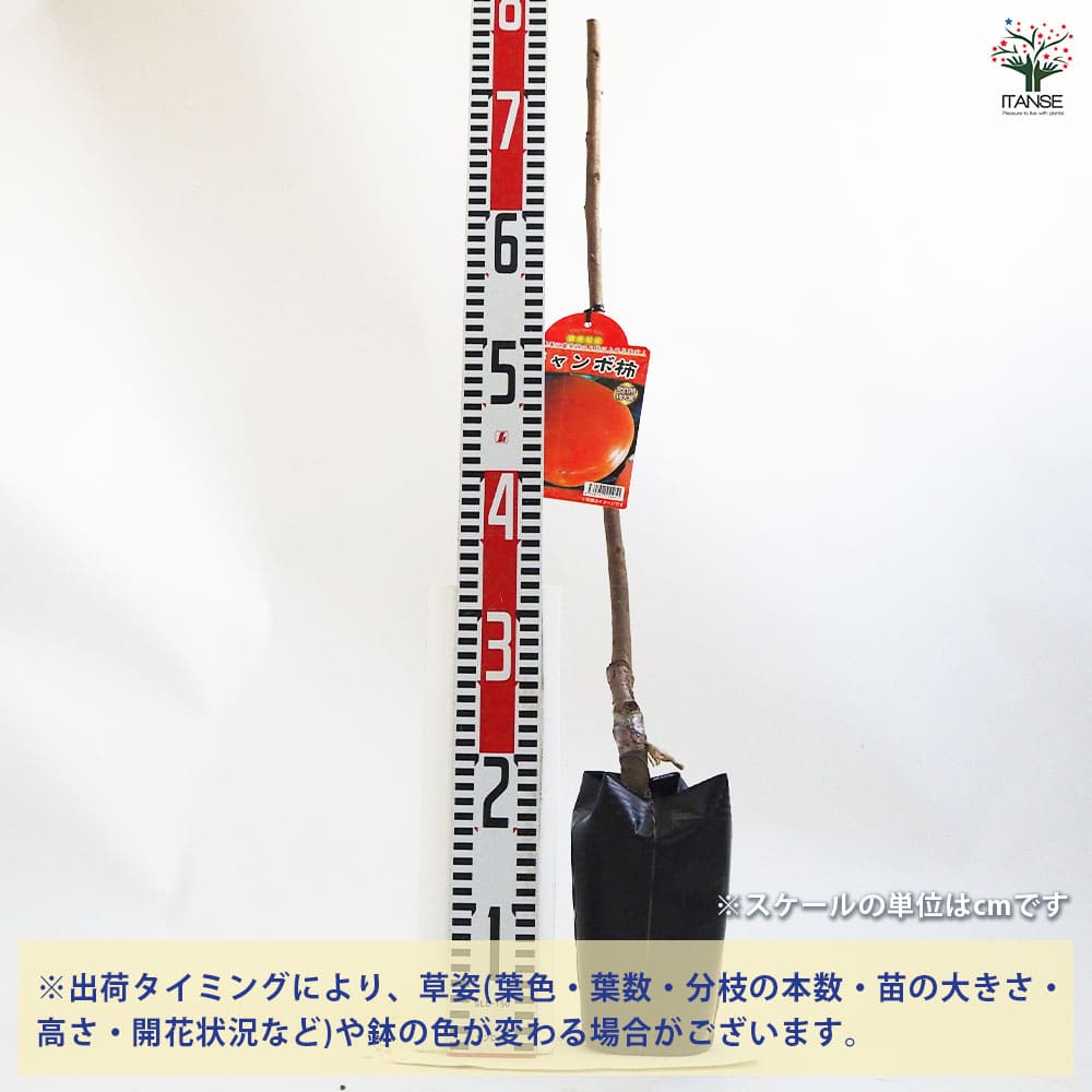【送料無料】柿の苗木 ジャンボ柿 果樹の苗木 4.5号ポット 1個売り 柿苗 柿の苗 柿...