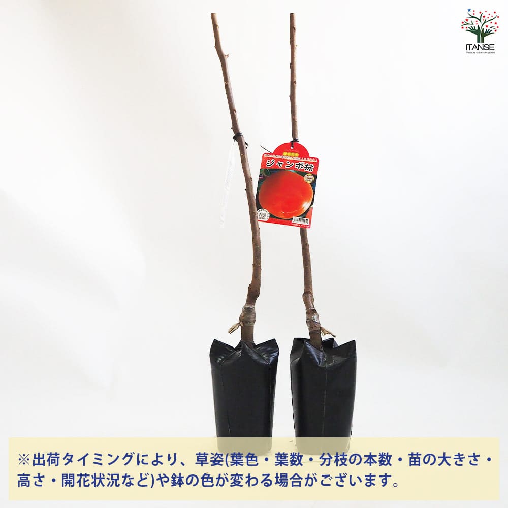 【送料無料】柿の苗木 ジャンボ柿 果樹の苗木 4.5号ポット 1個売り 柿苗 柿の苗 柿...