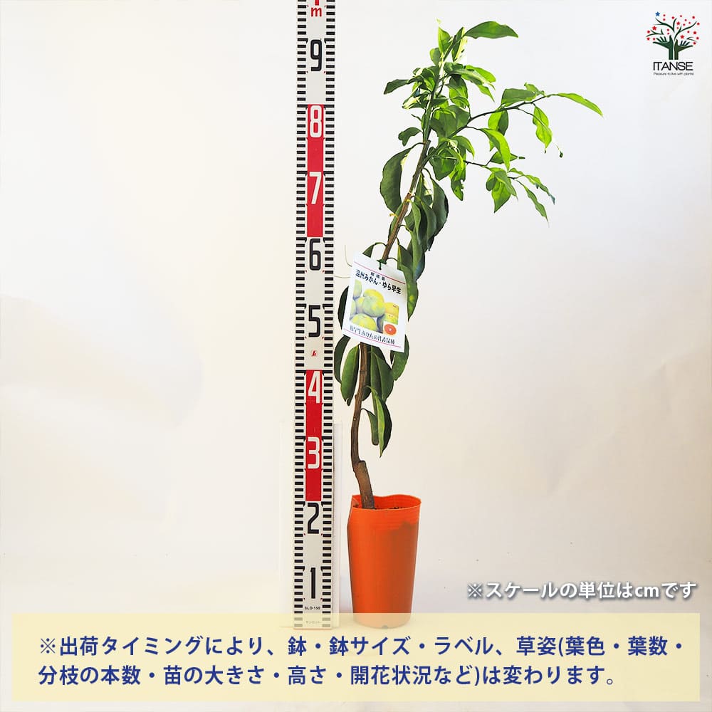 �ڥݥ����UP���ޥ饽����֡ۤߤ�������� ������� �̼������� 4.5��ݥå� 1����� �ߥ����� ����ܥ�ĥ꡼ ��ǰ�� ϩ�Ͽ��� ����̵�� ¨Ǽ