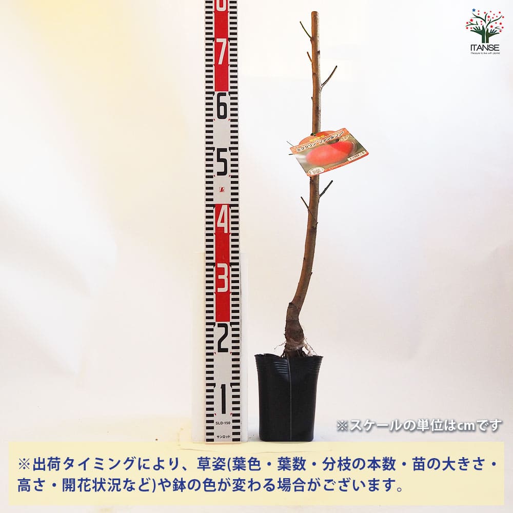 【送料無料】桃の苗木 ネクタリンファンタジア 果樹の苗木 4.5号ポット 1個売り モ...