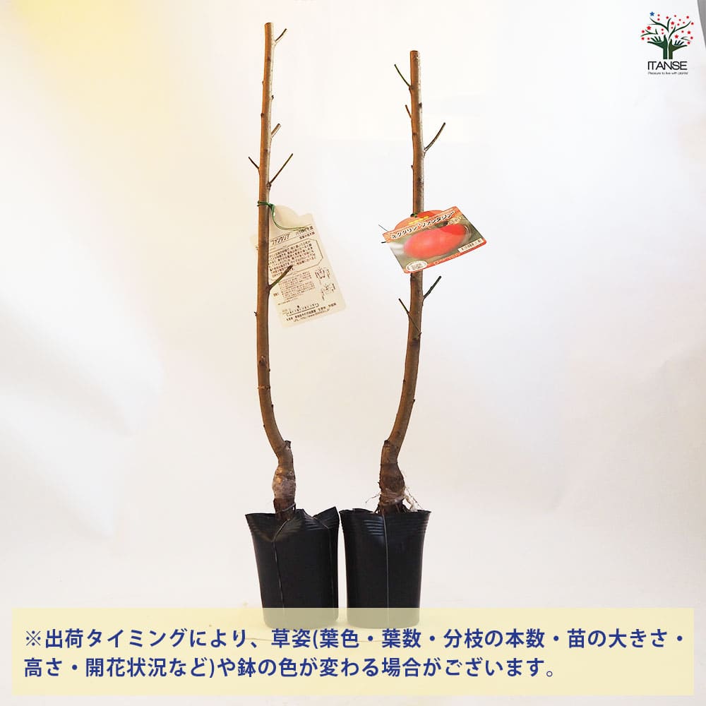 【送料無料】桃の苗木 ネクタリンファンタジア 果樹の苗木 4.5号ポット 1個売り モ...