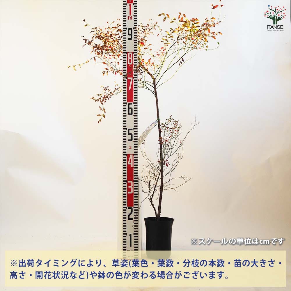 【送料無料】ビルベリー ( ワイルドブルーベリー ) 果樹の苗木 4.5号ポット 1個売り 果樹 果樹苗 果樹の苗 フルーツ 果物 ワイルドブルーベリー ベリー 送料無料 即納 2
