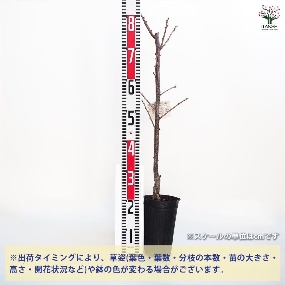【送料無料】柿の苗木 平核無 果樹の苗木 4号ポット 1個売り 柿苗 柿の苗 柿の木 ...