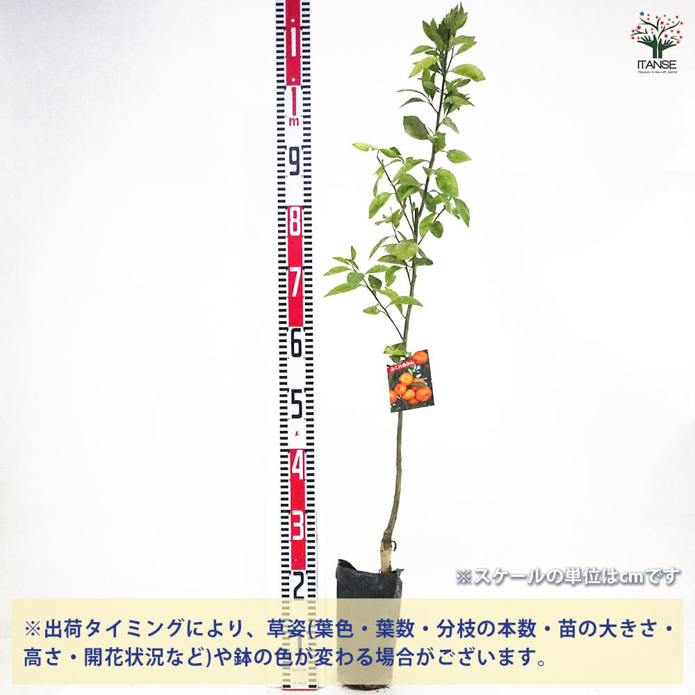 【送料無料】みかんの苗木 ふくれみかん 果樹の苗木 4〜5号ポット 1個売り ミカン...