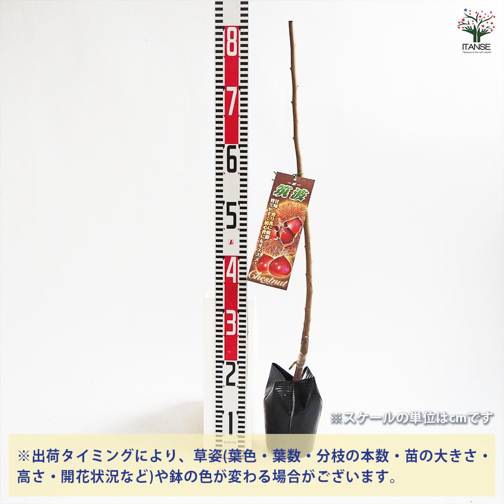 【送料無料】栗の苗木 筑波 果樹の苗木 4号 1個売り 栗苗 栗の苗 栗の木 くりの苗 ...