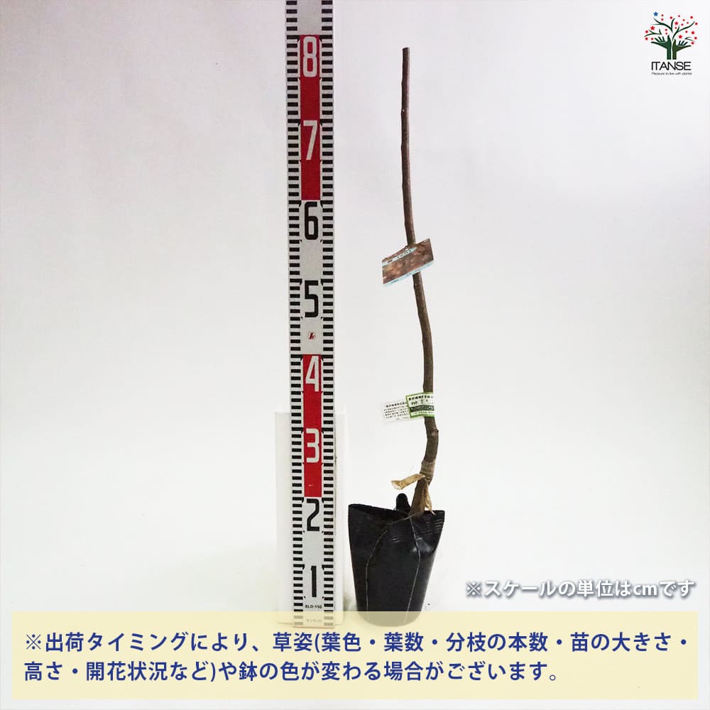 【送料無料】栗の苗木 秋峰 果樹の苗木 4号 1個売り 栗苗 栗の苗 栗の木 くりの苗 ...