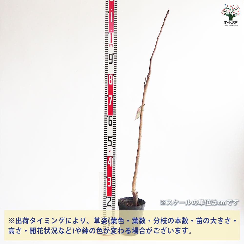 【送料無料】イチジク ロングドゥート 果樹の苗木 4号 1個売り 果樹苗 イチジクの...