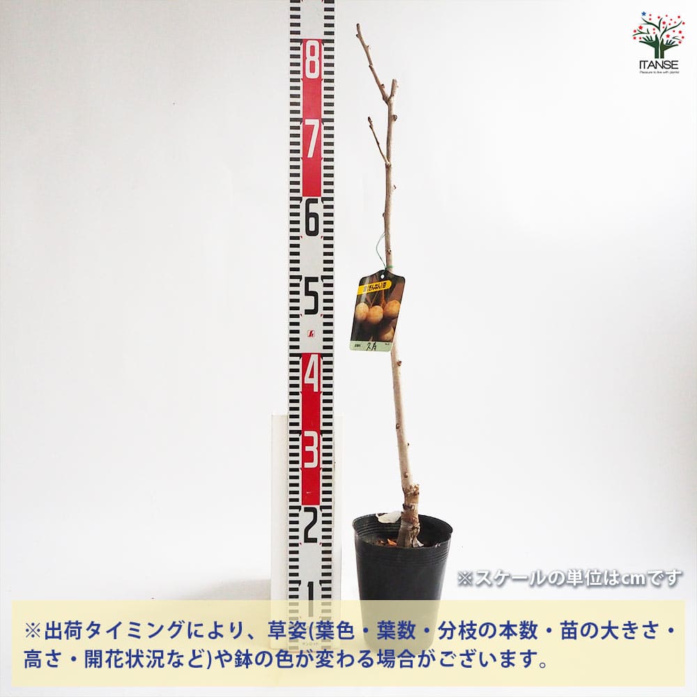【送料無料】銀杏の苗木 久寿 果樹の苗木 4号 1個売り ぎんなん いちょう ギンナン...