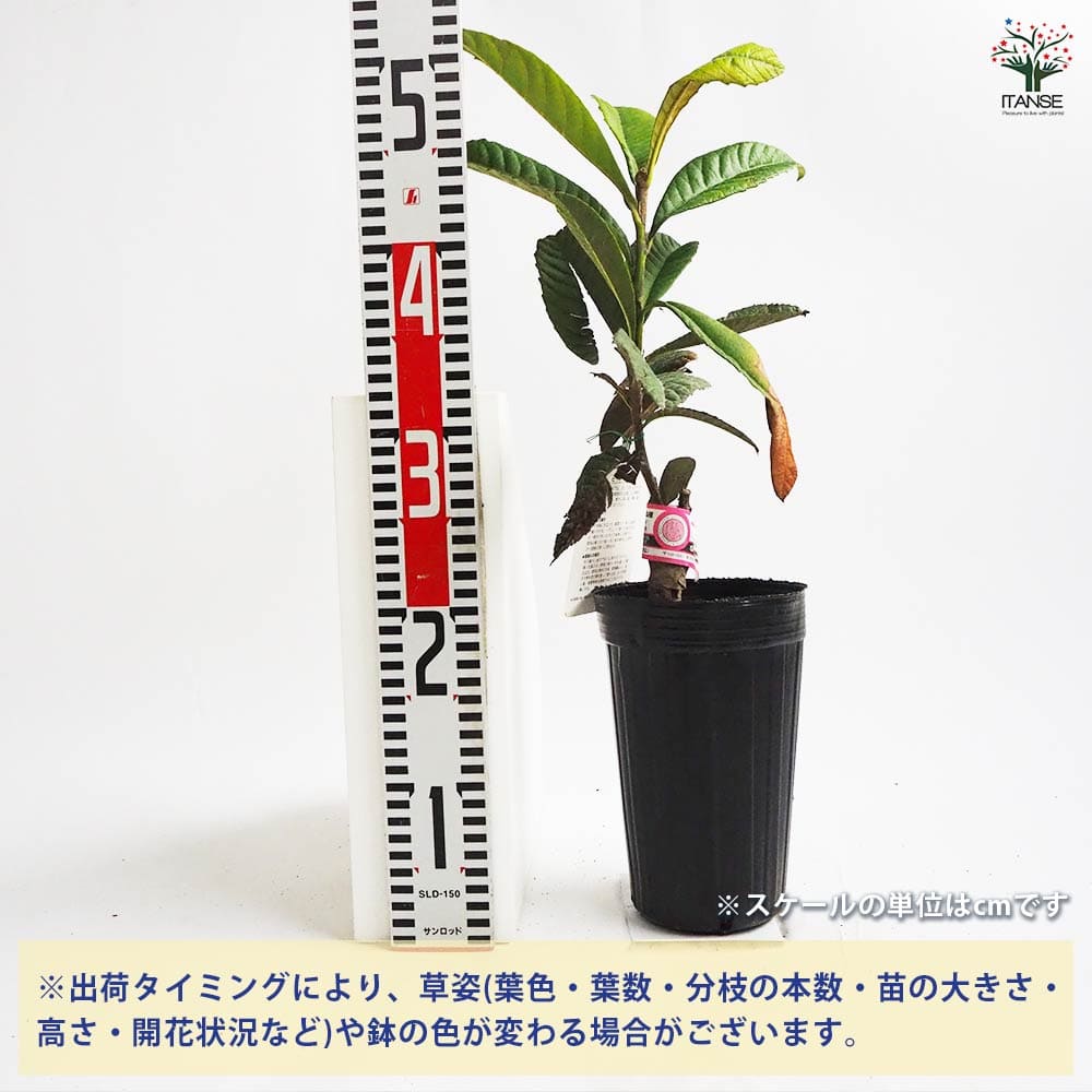 【送料無料】枇杷 ( びわ ) の苗木 はるたより 果樹の苗木 4号 1個売り ビワ苗 ビ...