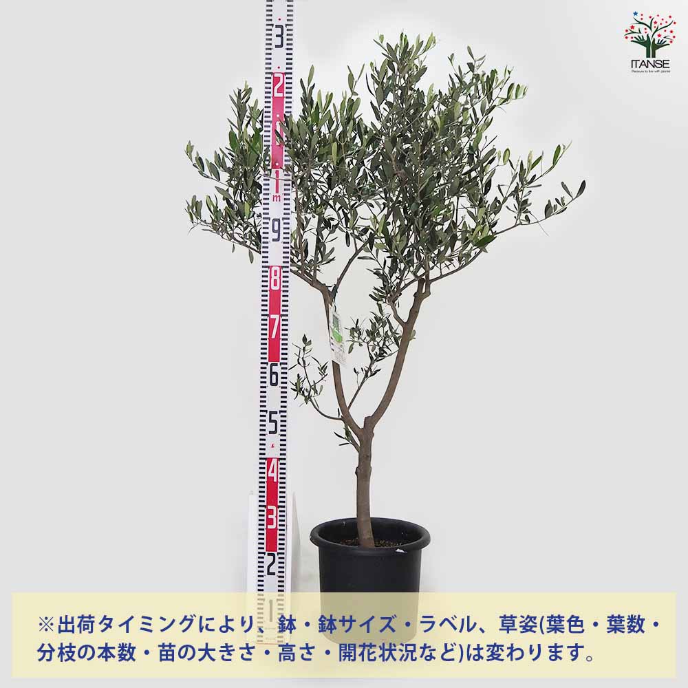 【送料無料】オリーブ ヘレナ 果樹の苗木 8号 1個売り オリーブの実 植木 シンボル...