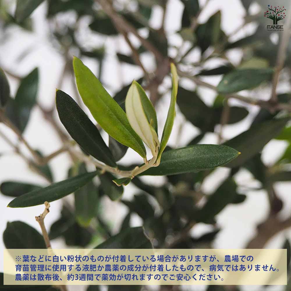 【送料無料】オリーブ ヘレナ 果樹の苗木 8号 1個売り オリーブの実 植木 シンボル...