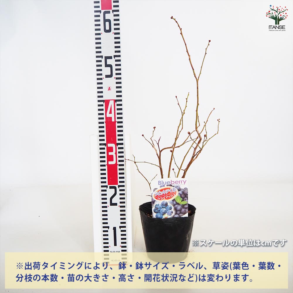 【送料無料】ブルーベリー クライマックス 果樹の苗木 5号 1個売り 果樹 果樹苗 果...